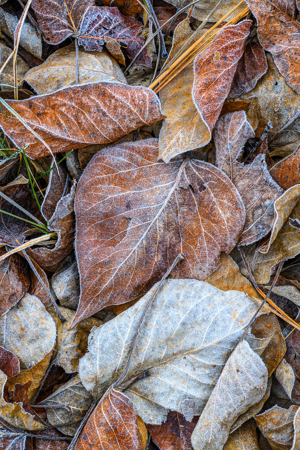 Frosted leaves on the ground with a close-up view