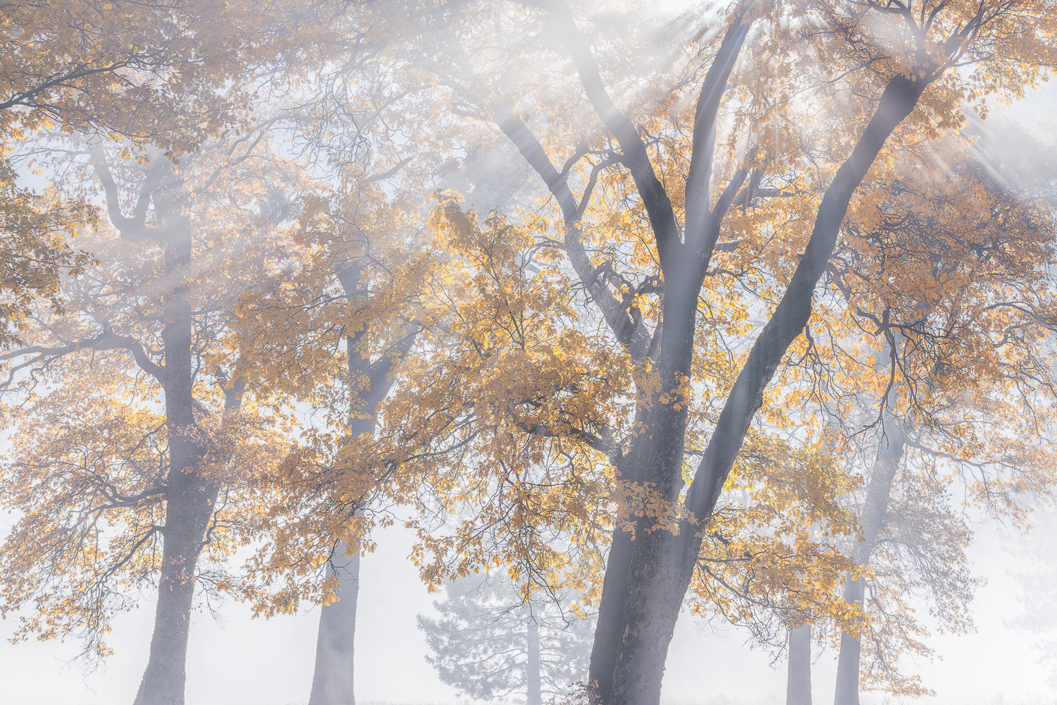 Trees with autumn foliage in a foggy forest