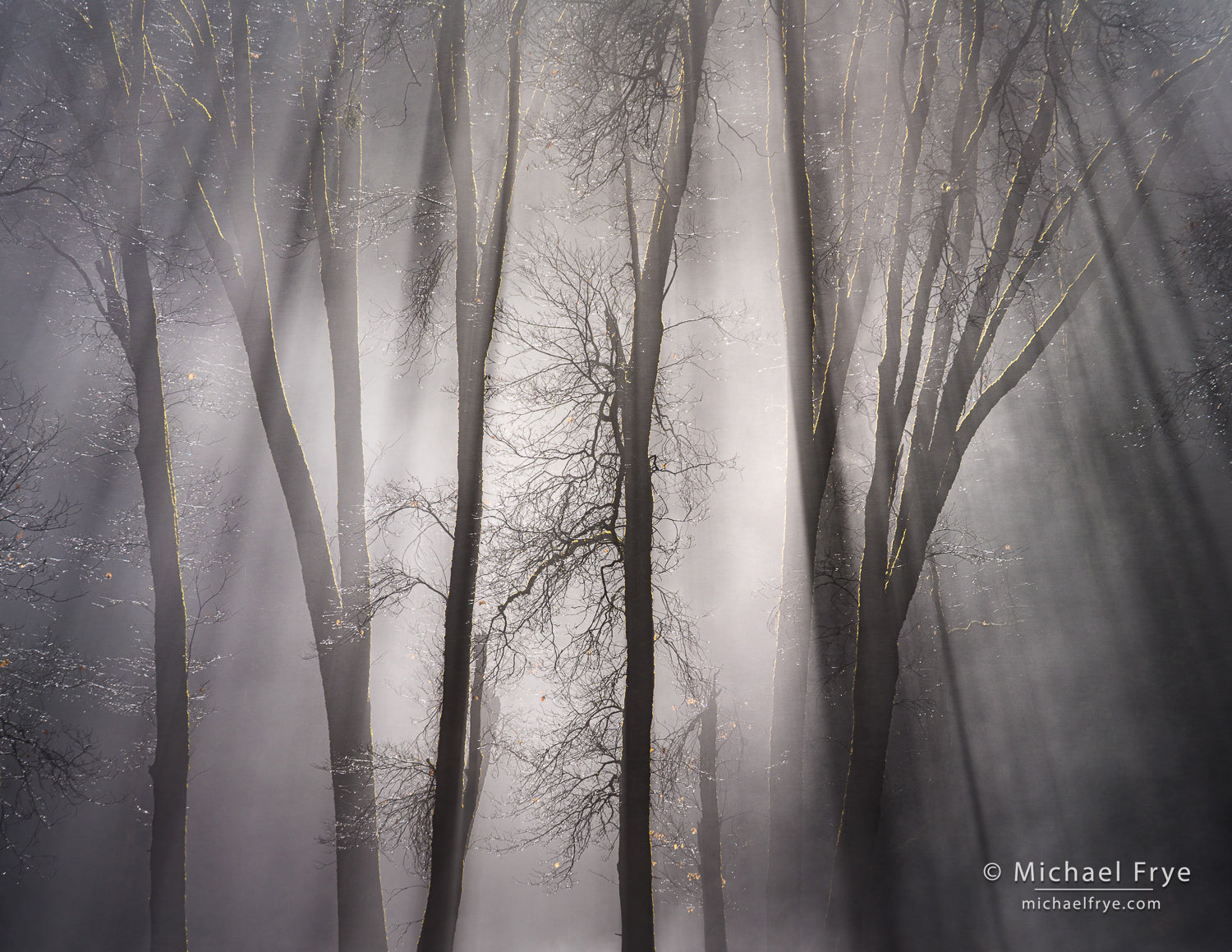 Misty forest with bare trees and soft light filtering through the fog, artist's signature visible.